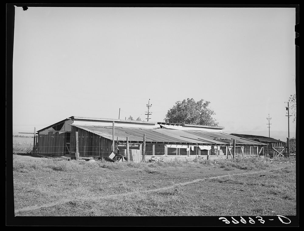 Chicken houses of Jo Webster, farmer in Tehama County, California by Russell Lee