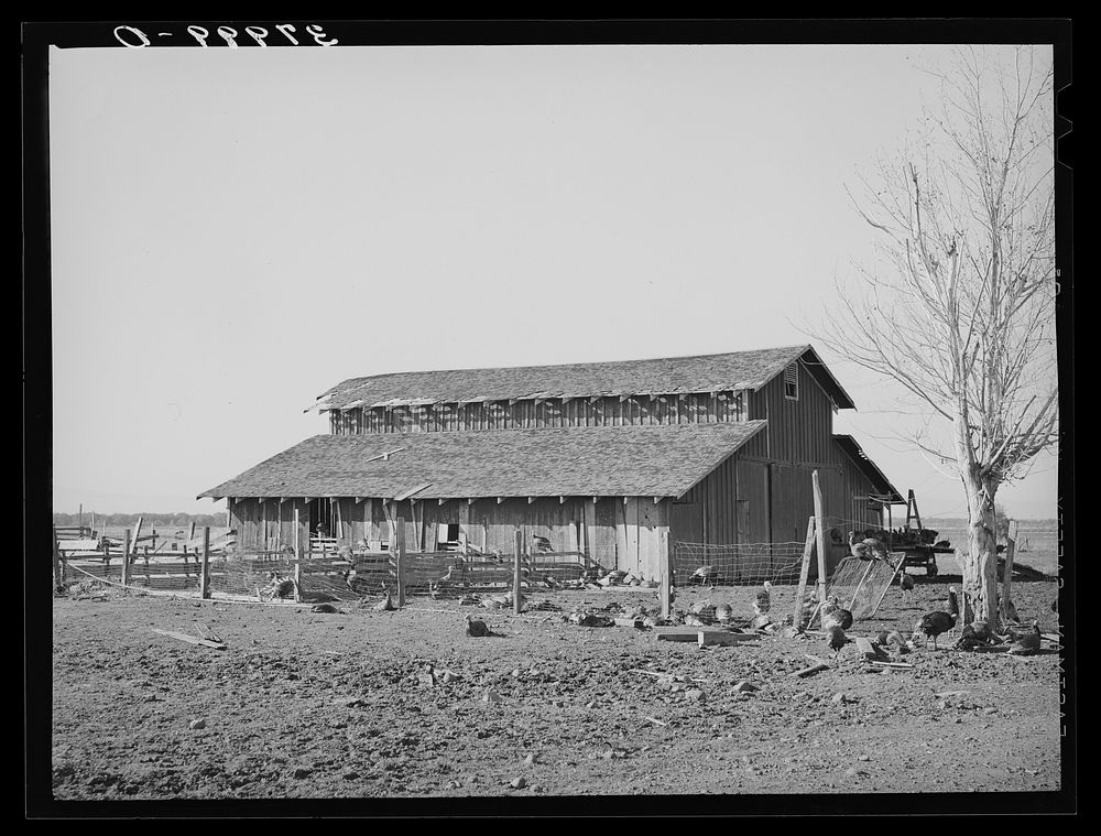 Turkeys and barn of John Frost, farmer in Tehama County, California by Russell Lee