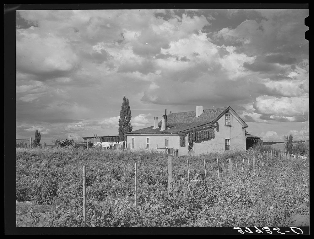 Farmstead, Concho, Arizona. Notice the peppers drying on the house. This is an oftseen sight in all Spanish-American…