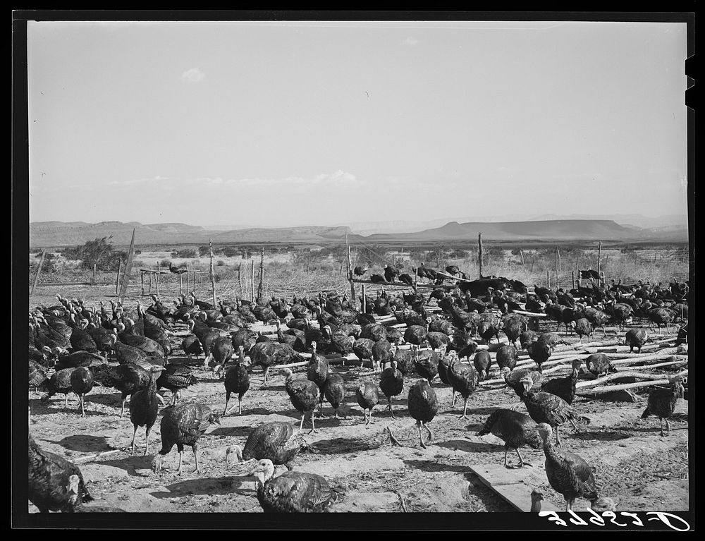 [Untitled photo, possibly related to: Turkeys are one of the main crops around Ivins, Washington County, Utah. See general…