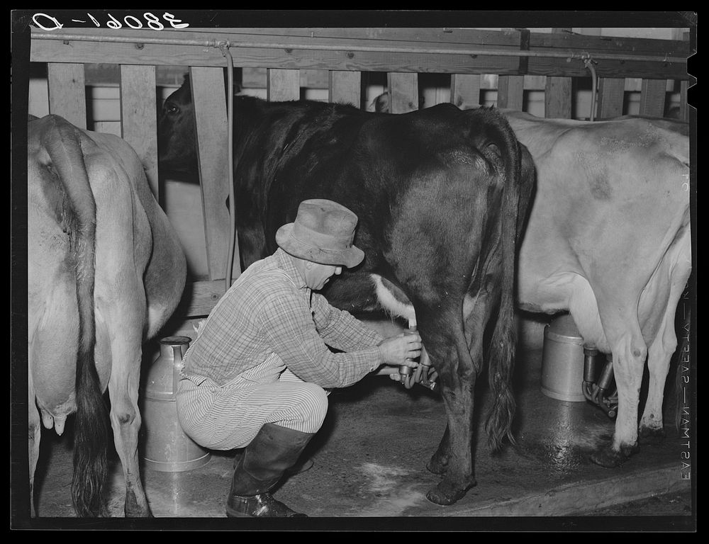Member of Mineral King cooperative farm attaching electric milking equipment. Tulare County, California by Russell Lee