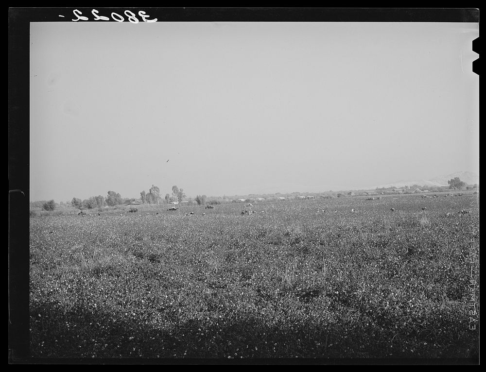 Cotton field of Mineral King cooperative farm. Visalia, California by Russell Lee