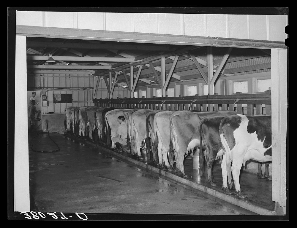 The dairy herd. Mineral King cooperative farm. Tulare County, California by Russell Lee