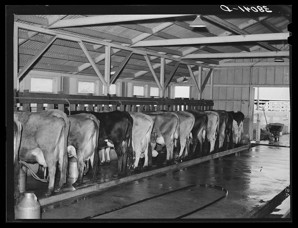 Part dairy herd Mineral King Free Photo rawpixel