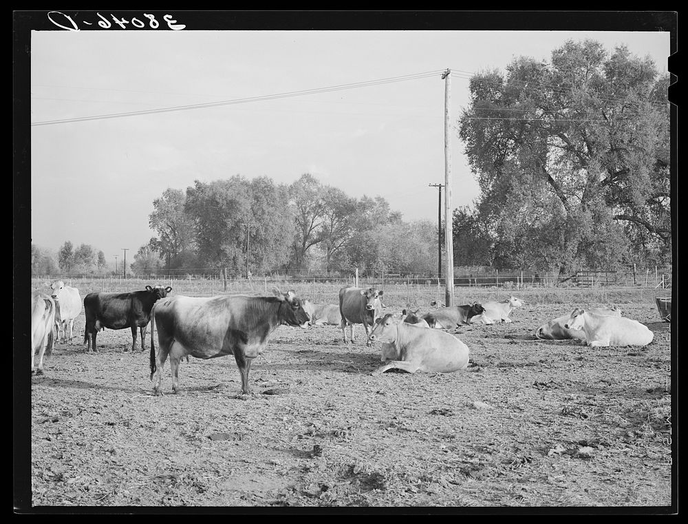 Part of dairy herd. Mineral King cooperative farm. Tulare County, California by Russell Lee