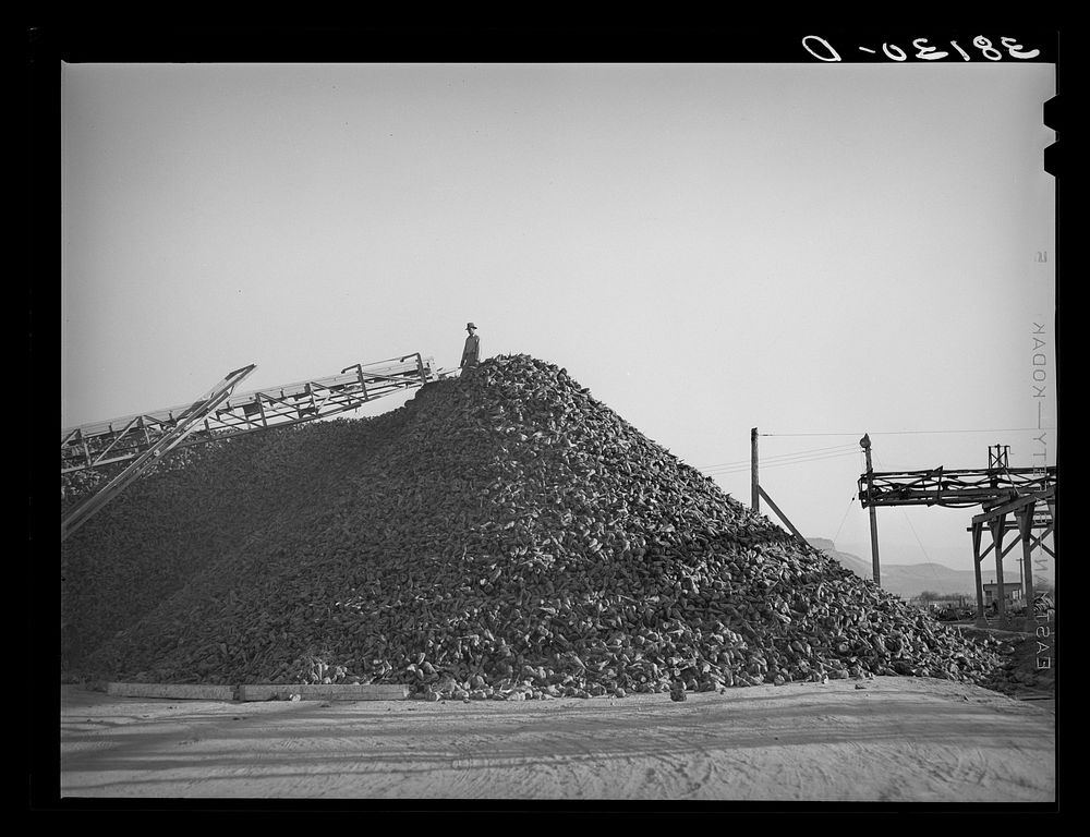 Pile of sugar beets waiting for processing at sugar beet plant. Lewiston, Utah by Russell Lee