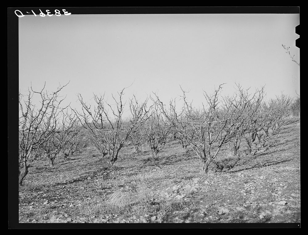 Fruit trees in the late fall. Placer County, California by Russell Lee
