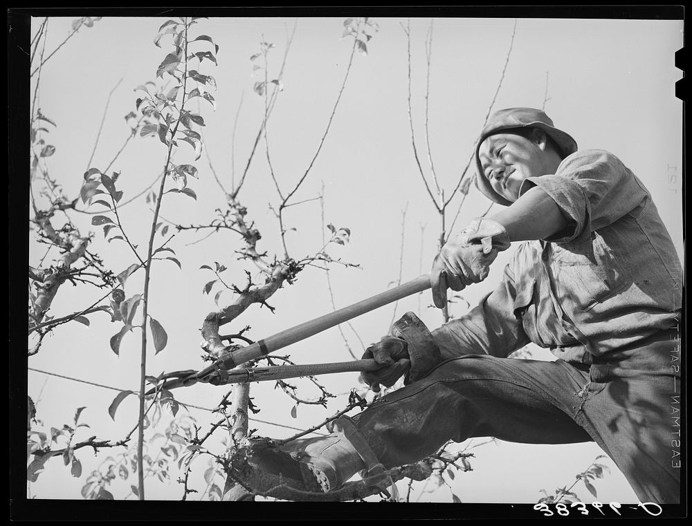 Pruning fruit tree. Placer County, California by Russell Lee