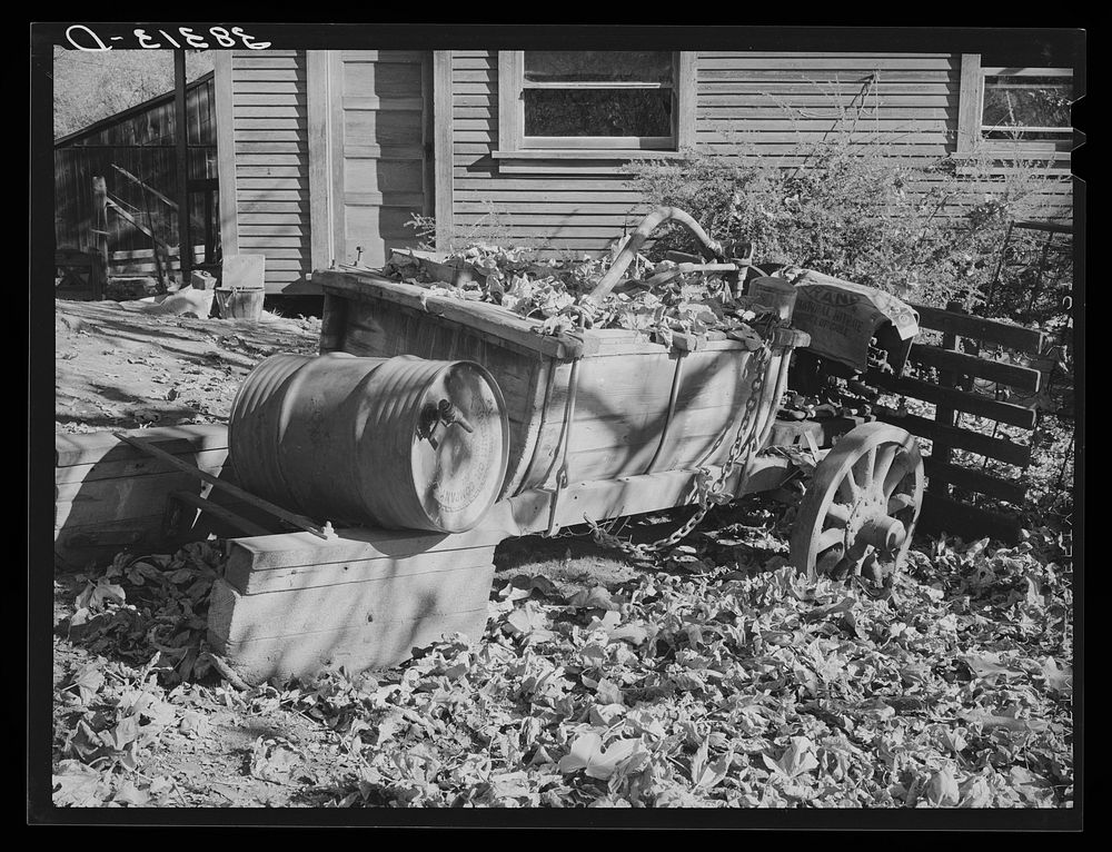 Leaves drift down on unused farm equipment. Auburn, California. This is a section which is rapidly declining because of…