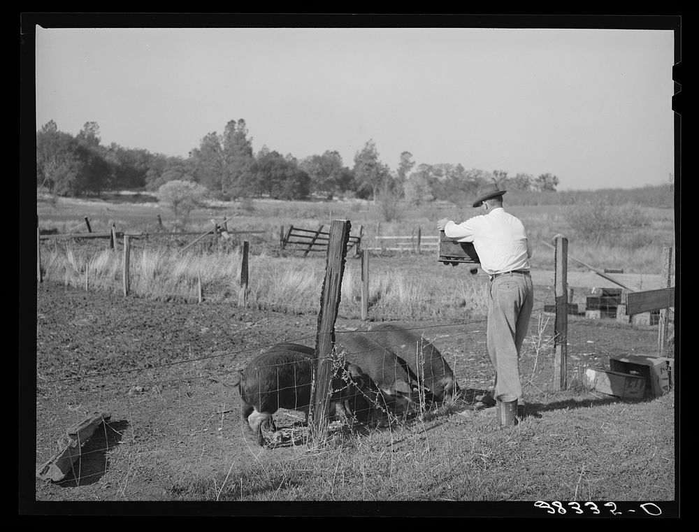 [Untitled photo, possibly related to: Feeding unmarketable pears to hogs on farm. Placer County, California] by Russell Lee