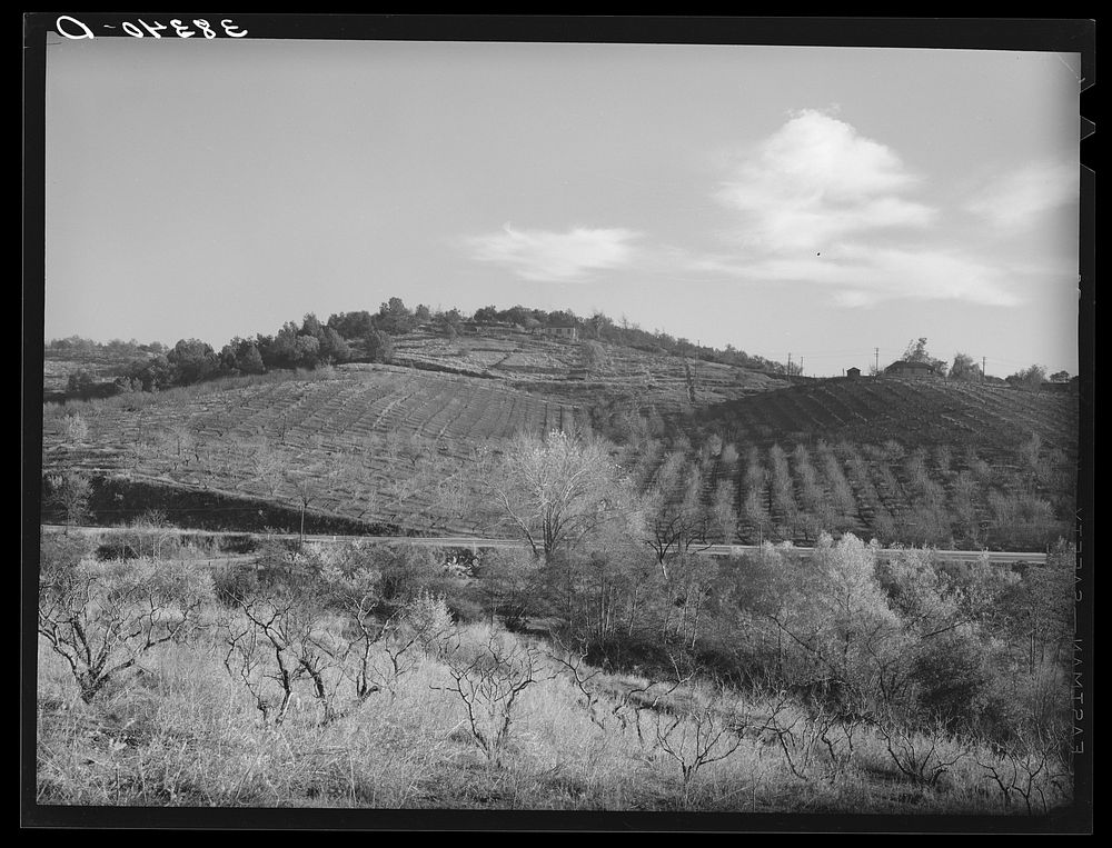 Fruit orchards in the low hills near Auburn, California. Placer County by Russell Lee