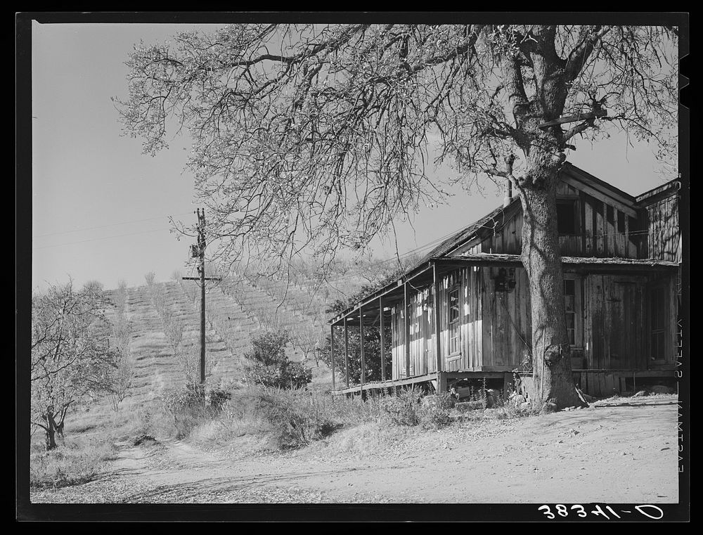 Farm house with orchards in the background near Auburn, California. Farmers haven't had much money in this section to repair…