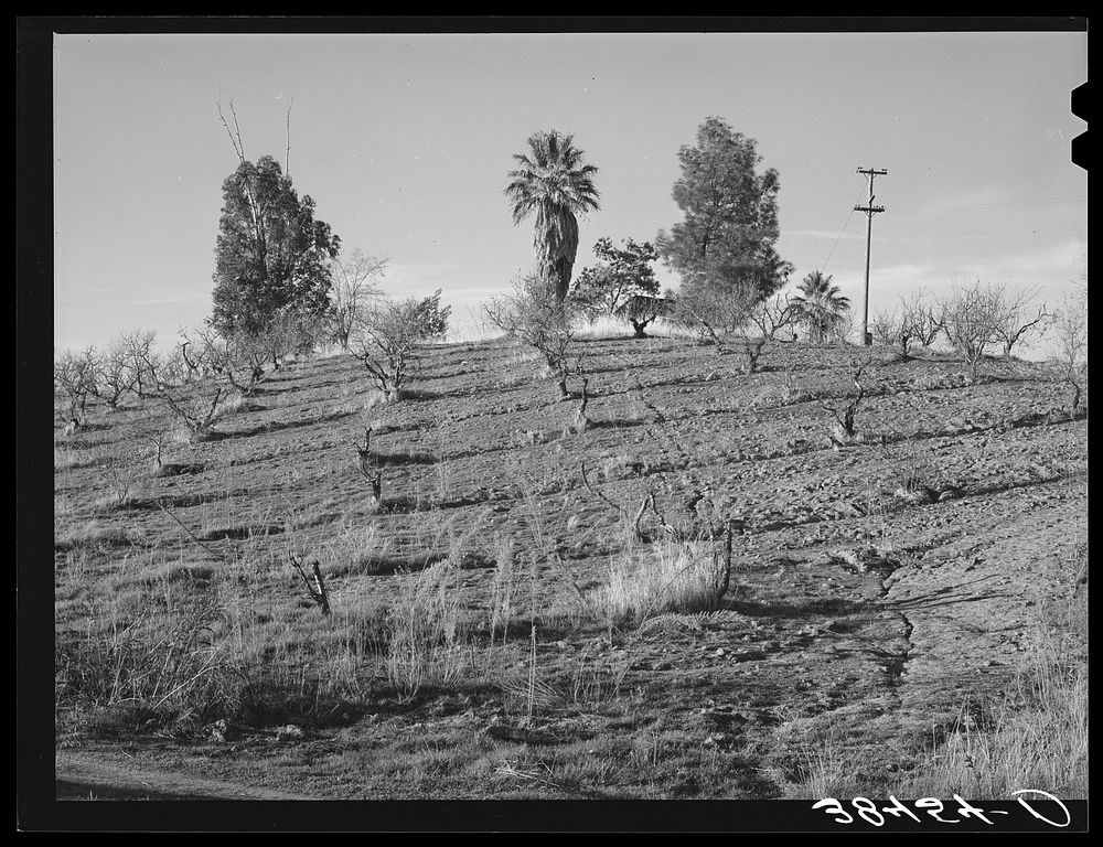 Orchard in hillside showing irrigation ditches and erosion in the foreground. Placer County, California by Russell Lee
