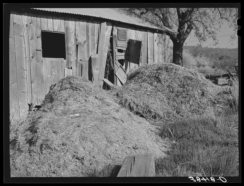 Manure and barn. Placer County, California by Russell Lee