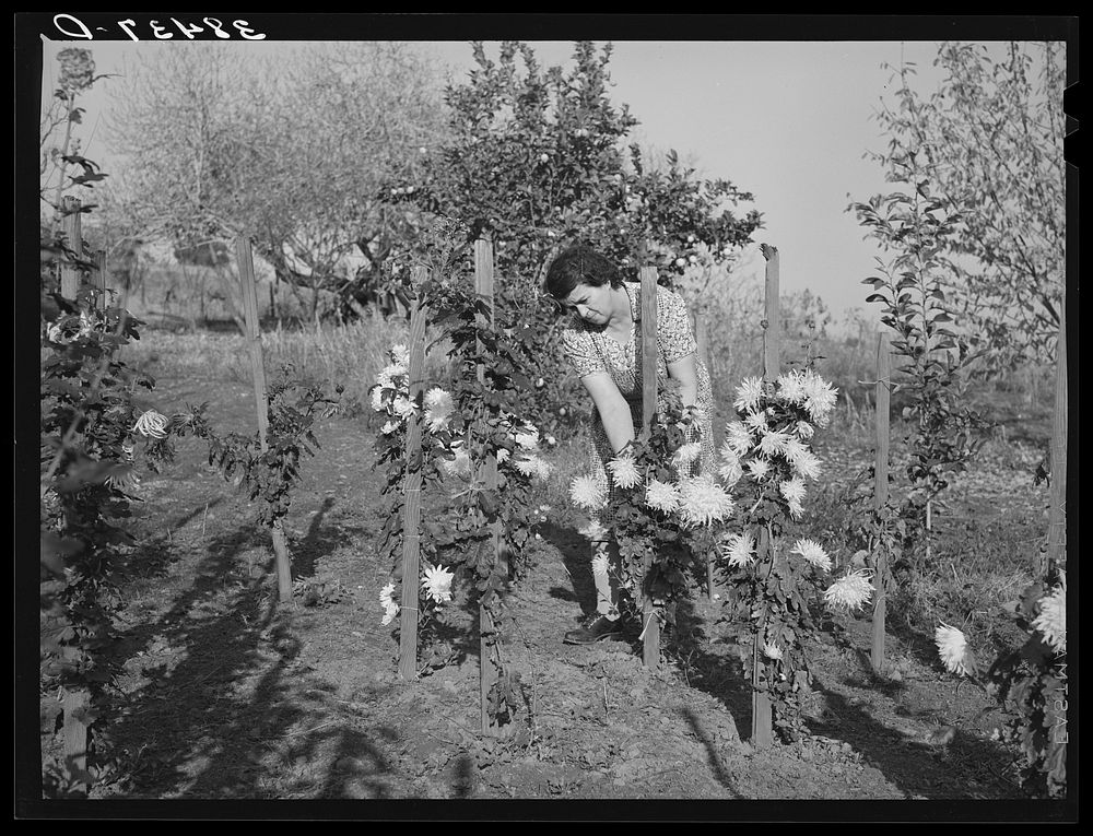 Fruit farmer's wife in her flower garden. Placer County, California by Russell Lee