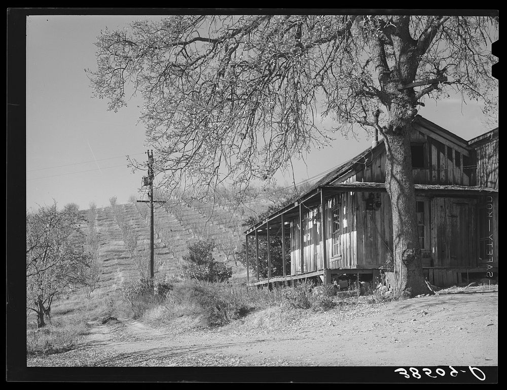 [Untitled photo, possibly related to: Farm house with orchards in the background near Auburn, California. Farmers haven't…