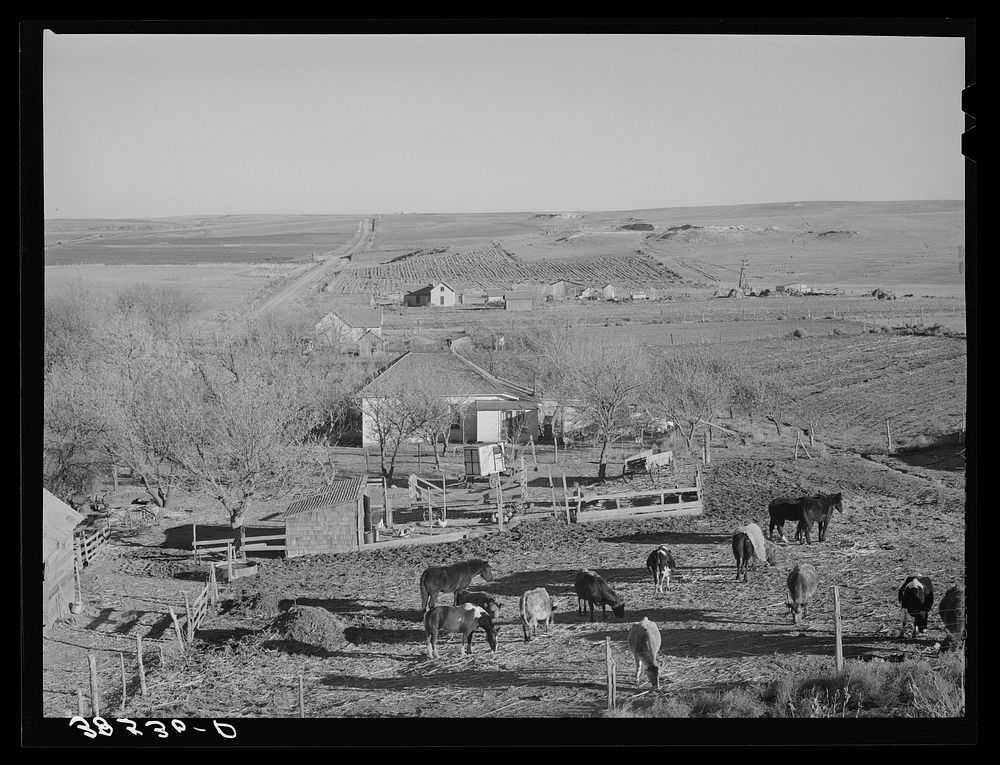 Farmstead and farmland near Almena. Norton County, Kansas by Russell Lee