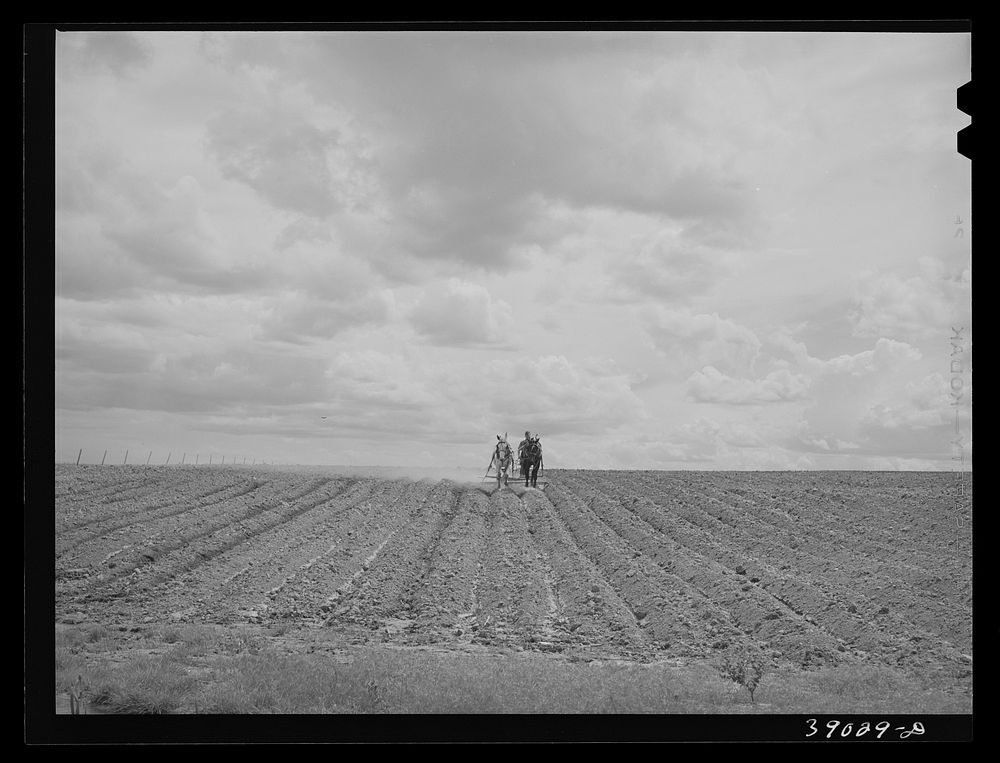 Ray Halstead making a turn while harrowing an irrigated field. He is a FSA (Farm Security Administration) rehabilitation…