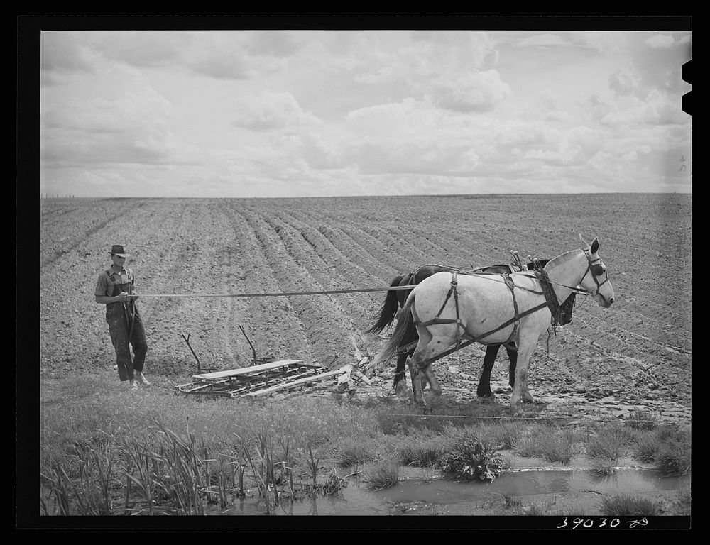 Ray Halstead making a turn while harrowing an irrigated field. He is a FSA (Farm Security Administration) rehabilitation…