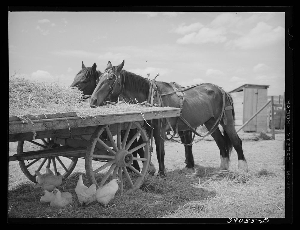 Field horses at noon. Malheur County, Oregon by Russell Lee