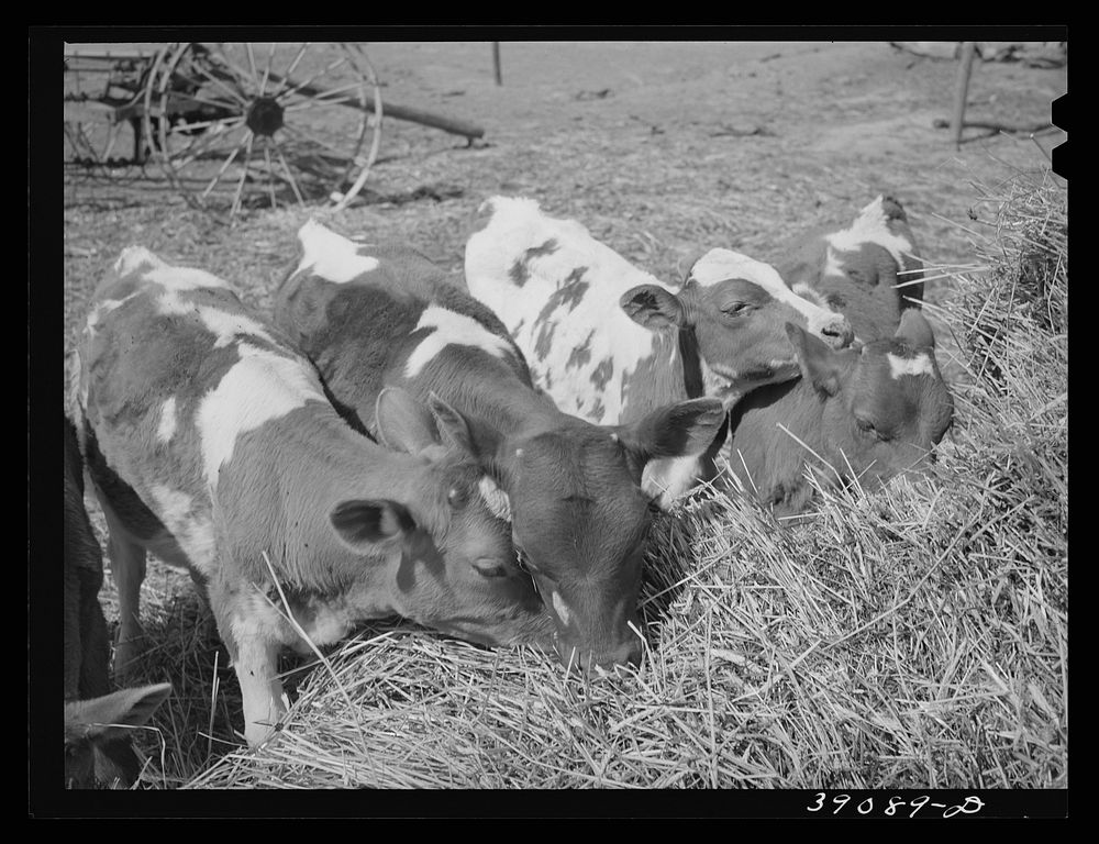 Calves belonging to Mr. White, FSA (Farm Security Administration) rehabilitation borrower at Dead Ox Flat. Vale-Owyhee…