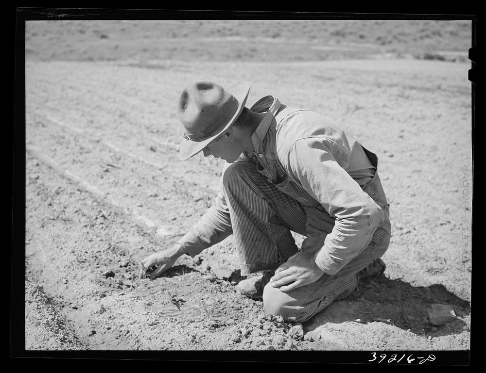 Newly-arrived farmer examining sprouting corn. Vale-Owyhee irrigation project, Malheur County, Oregon by Russell Lee