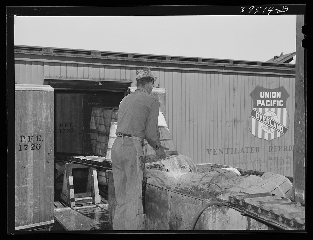 Crates of lettuce being packed in refrigerator cars for shipment. Nampa, Canyon County, Idaho by Russell Lee