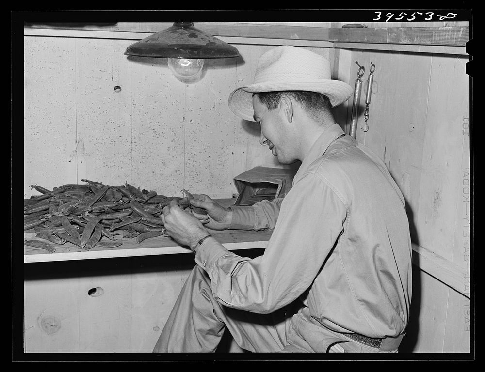 State inspector examining peas. Canyon County, Idaho by Russell Lee