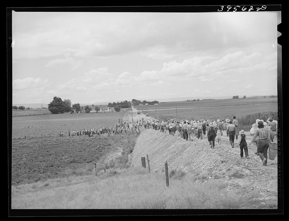 Pea pickers going into the fields. This is the group which travels with a labor contractor. Canyon County, Idaho by Russell…