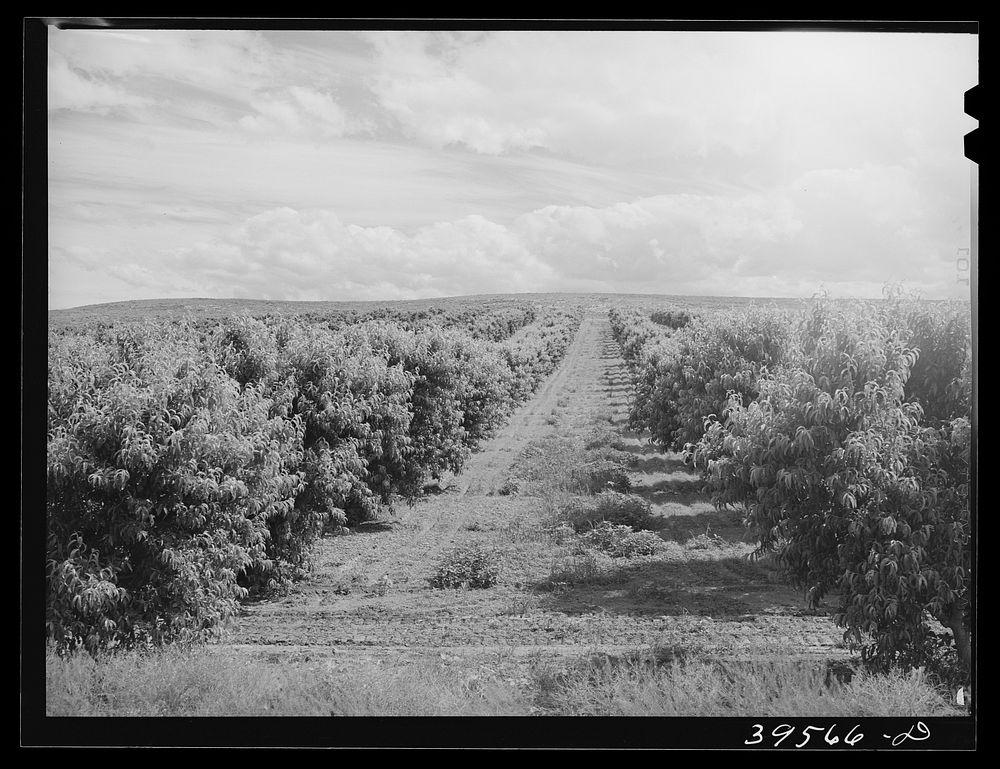 orchard-canyon-county-idaho-approximately-free-photo-rawpixel