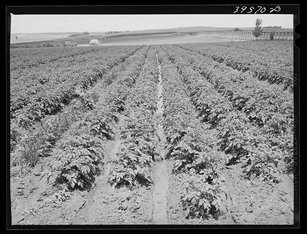 Irrigated potato field. Canyon County, Idaho. Average annual shipment of potatoes from Idaho is 30,000 cars by Russell Lee