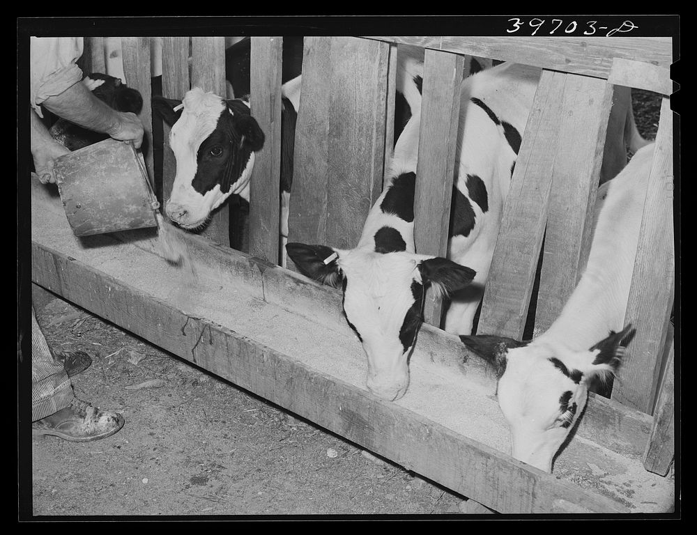 Calves at the feed trough on farm of member of the Dairymen's Cooperative Creamery. Caldwell, Canyon County, Idaho by…