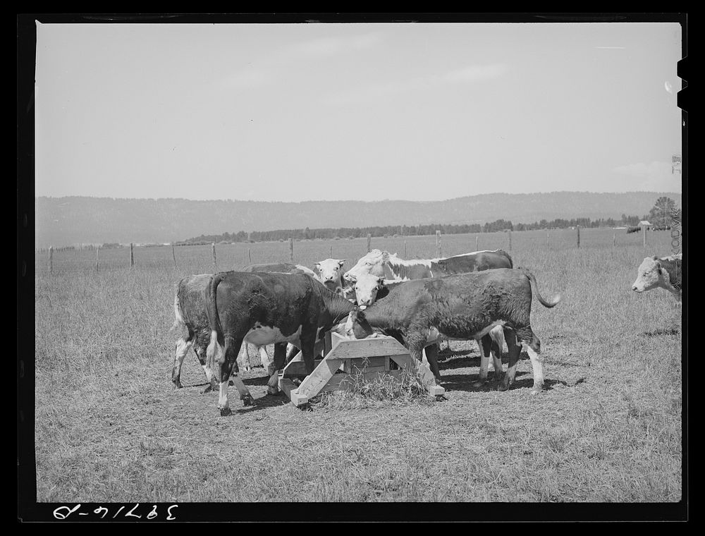 Yearling steer eating salt on Cruzen Ranch. Valley County, Idaho. Notice small amount of damage done to grass around salt…
