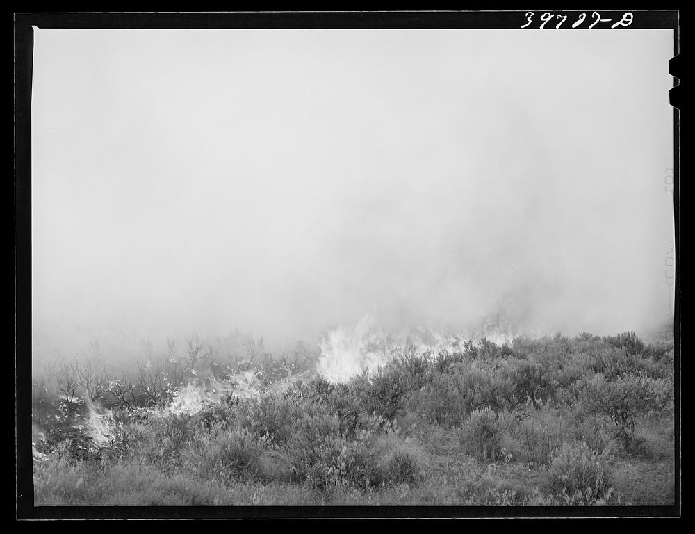 Detail of grass fire in Canyon County, Idaho by Russell Lee