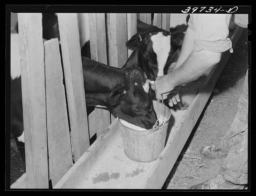 Giving the calves fresh milk. Canyon County, Idaho by Russell Lee