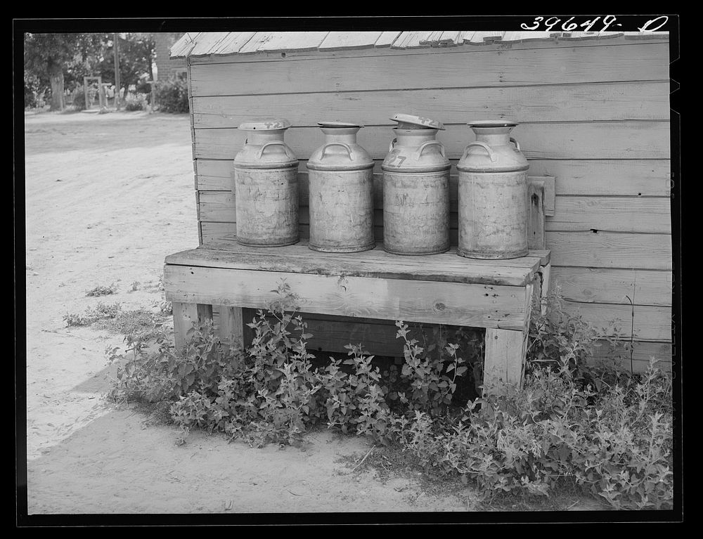 Milk cans on farm of member of the Dairymen's Cooperative Creamery. Caldwell, Canyon County, Idaho. The slogan of the co-op…