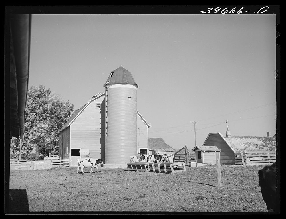 Barn and feedlot of farm of member of the Dairymen's Cooperative Creamery. Caldwell, Canyon County, Idaho by Russell Lee