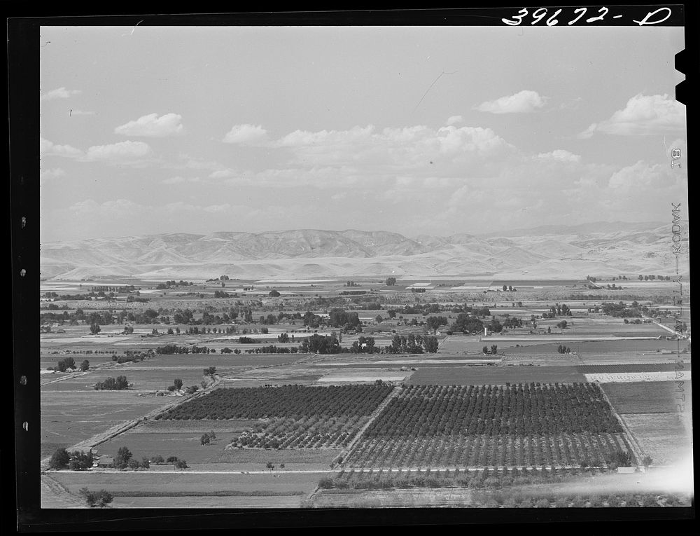 [Untitled photo, possibly related to: Cherry orchards near Emmett, Gem County, Idaho. About 200 carloads of  bing cherries…