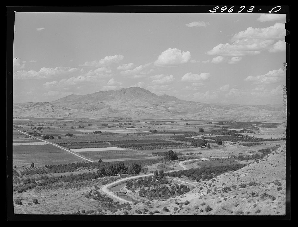 Cherry orchards at Emmett, Gem County, Idaho. Notice the wide irrigation ditches. Water for irrigation is supplied by the…