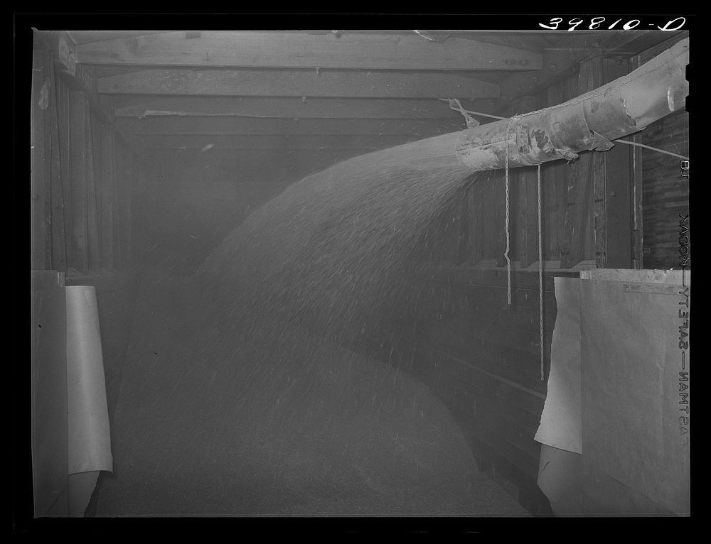 [Untitled photo, possibly related to: Bulk wheat being blown into railroad car for shipment to Spokane. Walla Walla County…
