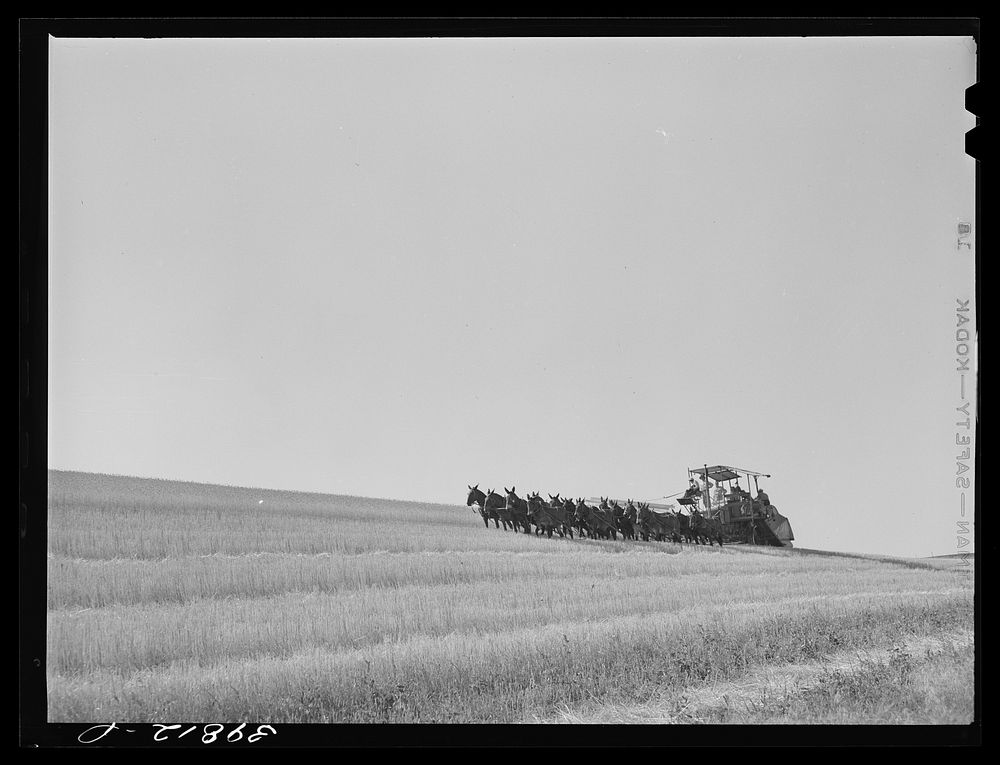 Walla Walla County, Washington. Twenty-mule drawn combine in the wheat fields by Russell Lee