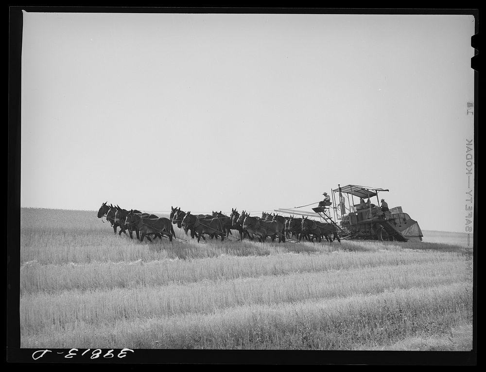 Twenty-mule drawn combine in the wheat fields of Walla Walla County, Washington by Russell Lee
