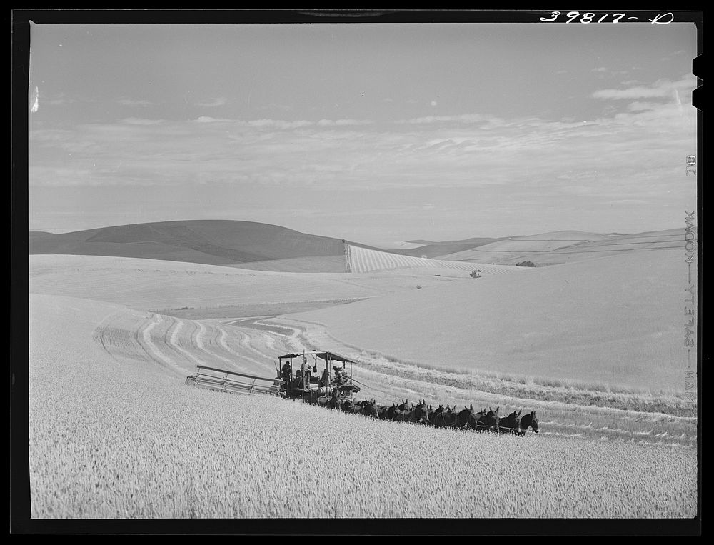 Mule-drawn combine in wheat field in Walla Walla County, Washington. Dark patches of land are summer fallow by Russell Lee