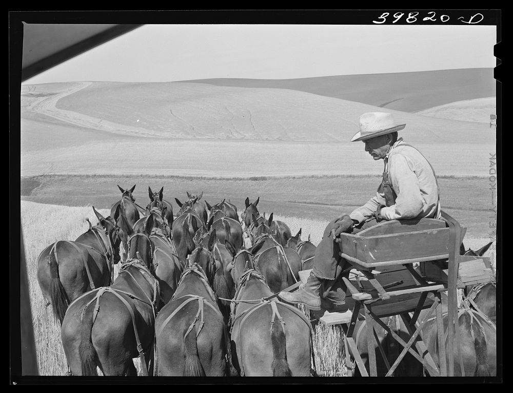 [Untitled photo, possibly related to: The mule skinner and his team. Combine in Walla Walla County, Washington] by Russell…
