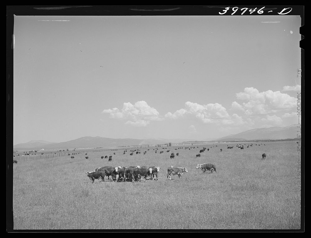 Steers. Cruzen Ranch, Valley County, Idaho. Mr. Cruzen buys in the early spring, feeds grass during summer, and sells off…