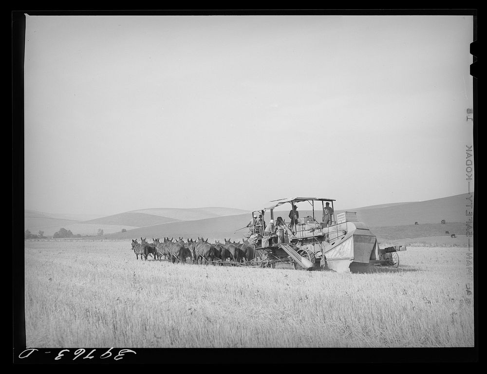 Combining wheat with twenty mule team. Walla Walla County, Washington. There are very few of these mule teams still used…