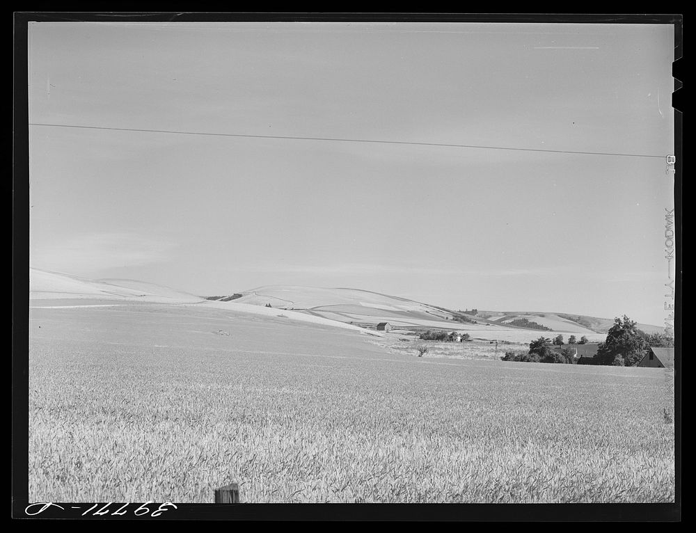 Farmstead and wheat land. Walla Walla County, Washington by Russell Lee