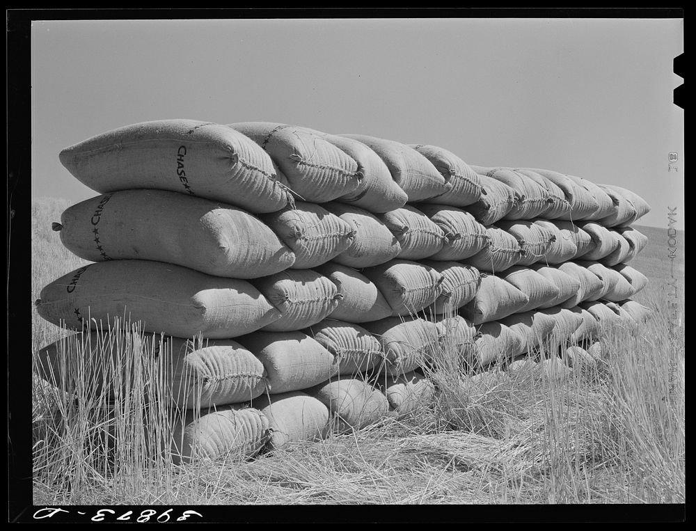 Sacked wheat in the field will be picked up by truck and taken to sack warehouse. Wheat is sacked and sacks are sewn on the…