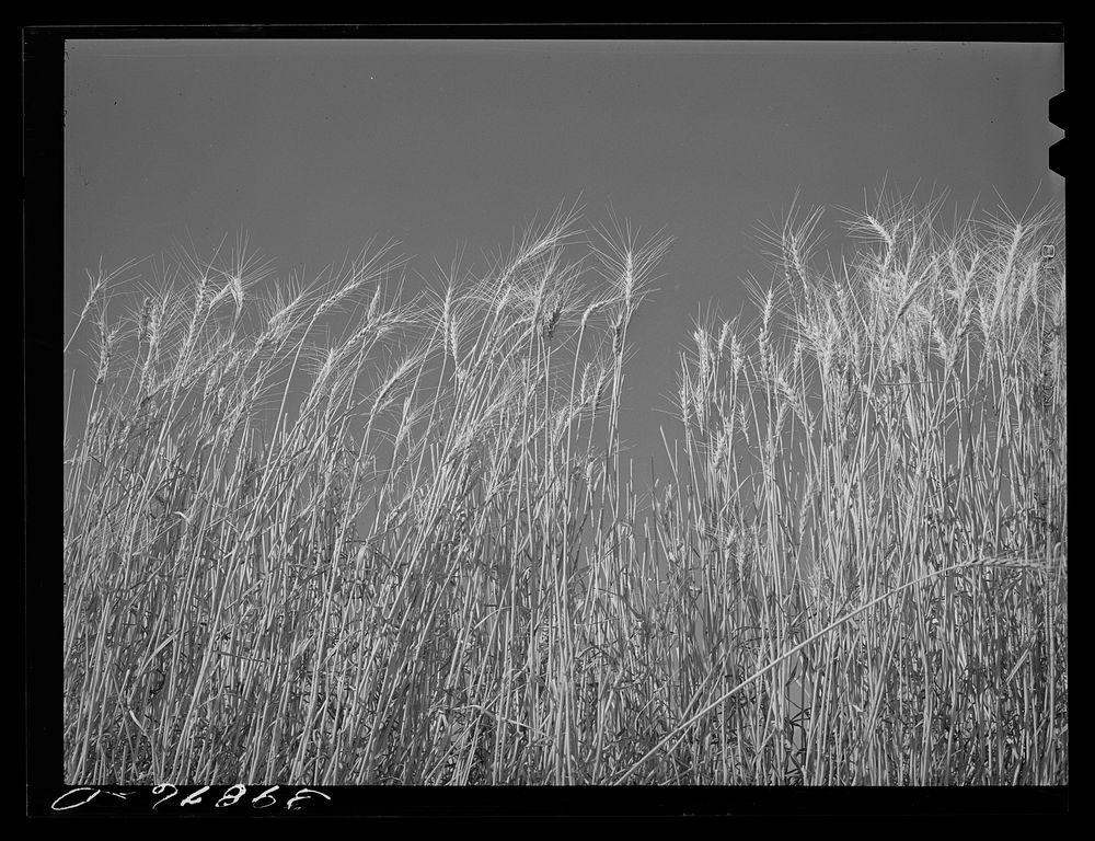 Ripe wheat in the field. Walla Walla County, Washington by Russell Lee