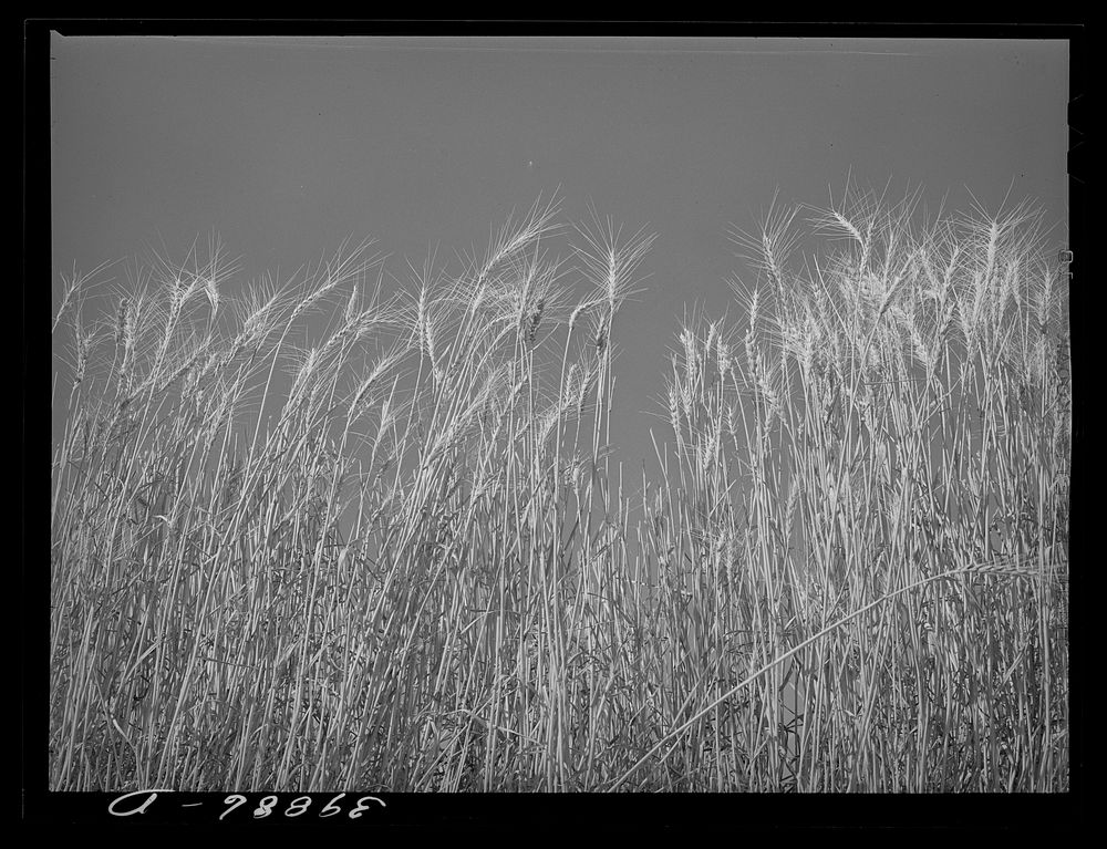 [Untitled photo, possibly related to: Ripe wheat in the field. Walla Walla County, Washington] by Russell Lee